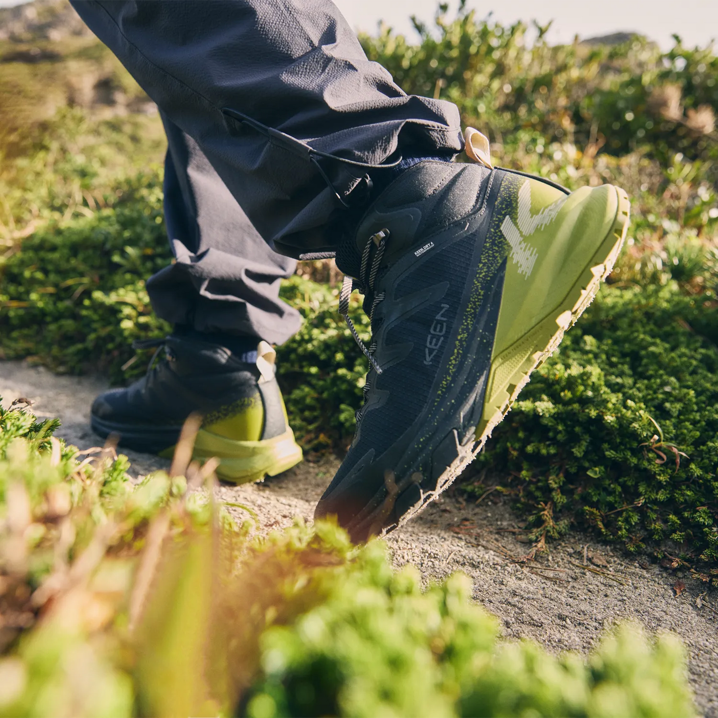 Black/Golden Cypress